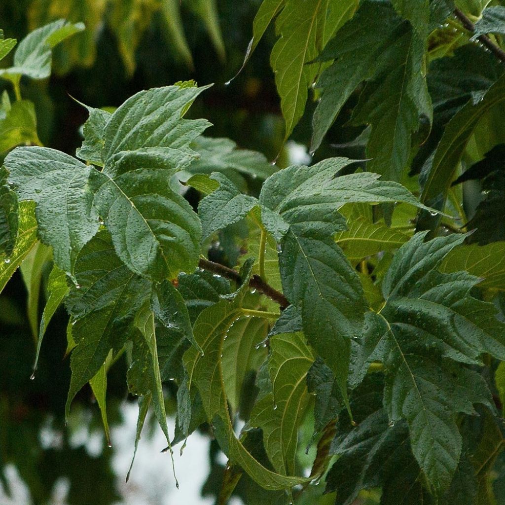 Morus alba Fruitless - Mûrier blanc stérile