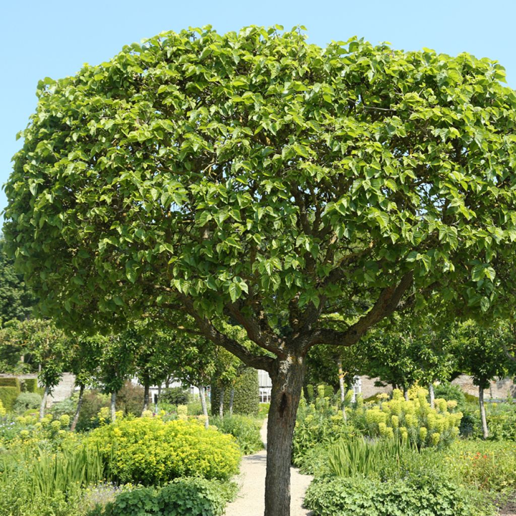 Morus alba Nana - Weißer Maulbeerbaum