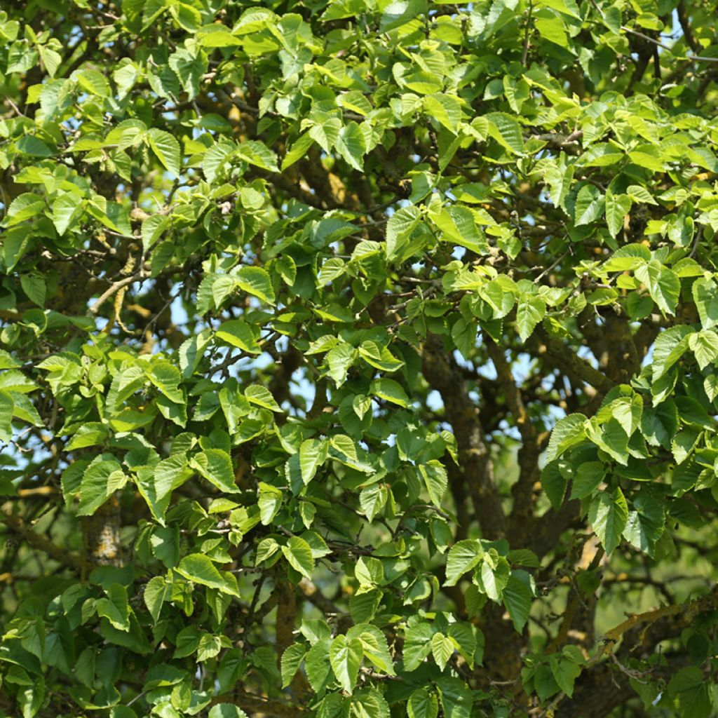 Morus alba Nana - Weißer Maulbeerbaum