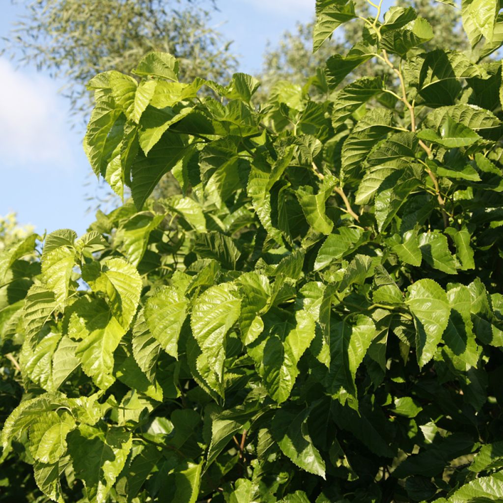 Morus latifolia Spirata - Maulbeerbaum