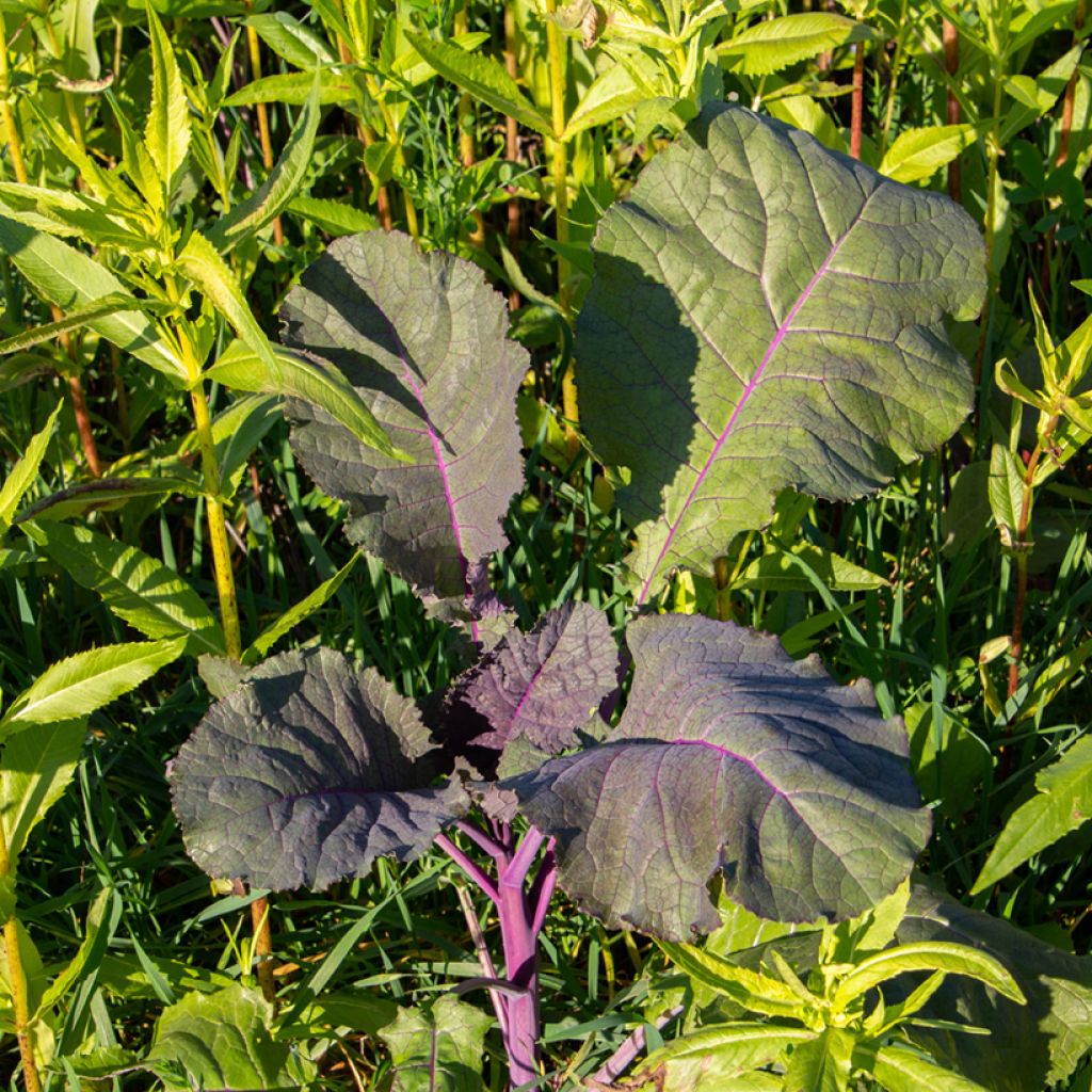 Sarepta-Senf Bio - Ferme de Sainte Marthe