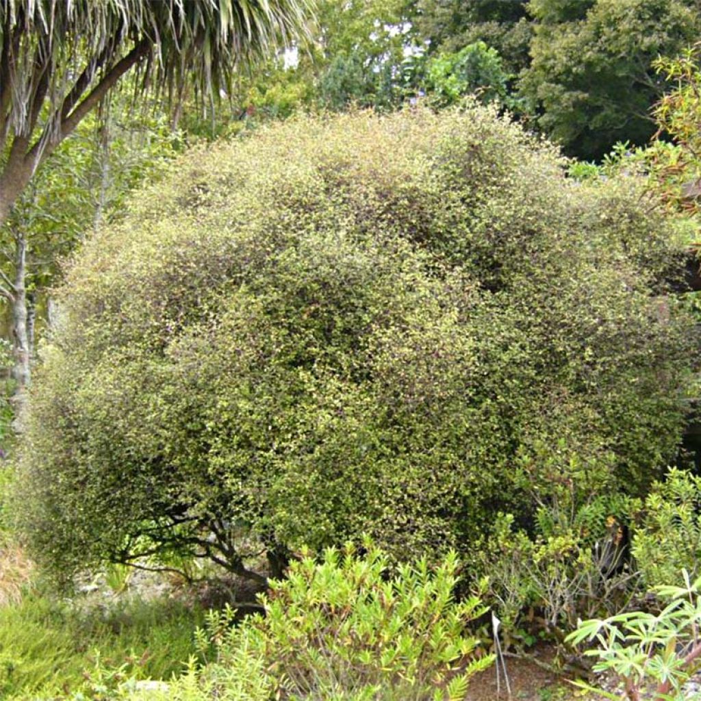 Muehlenbeckia astonii - Strauchiger Tororaro