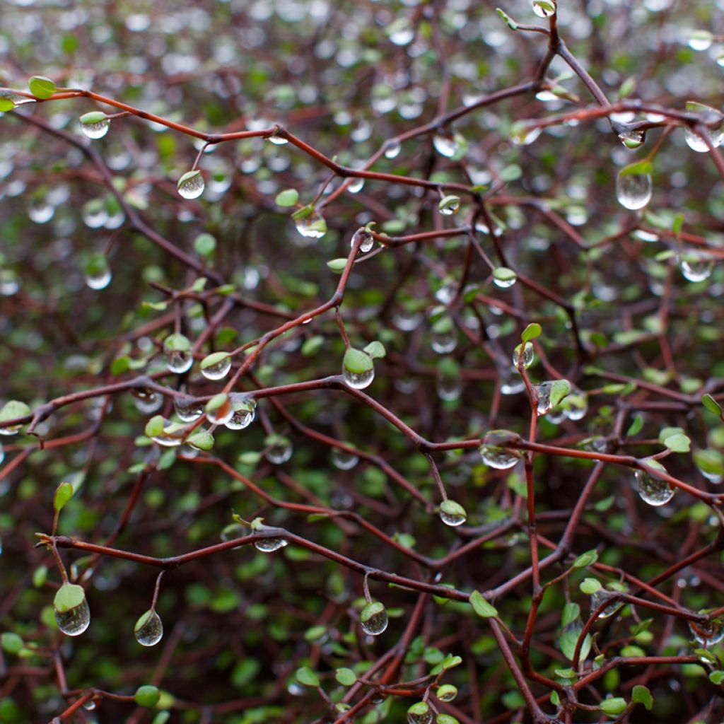 Muehlenbeckia astonii - Strauchiger Tororaro