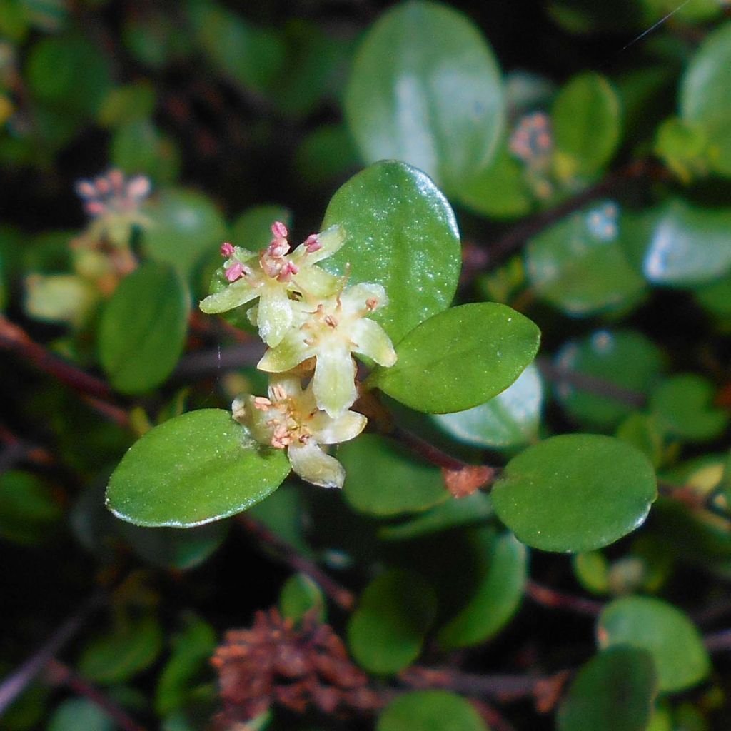 Muehlenbeckia axillaris - Teppich-Drahtstrauch