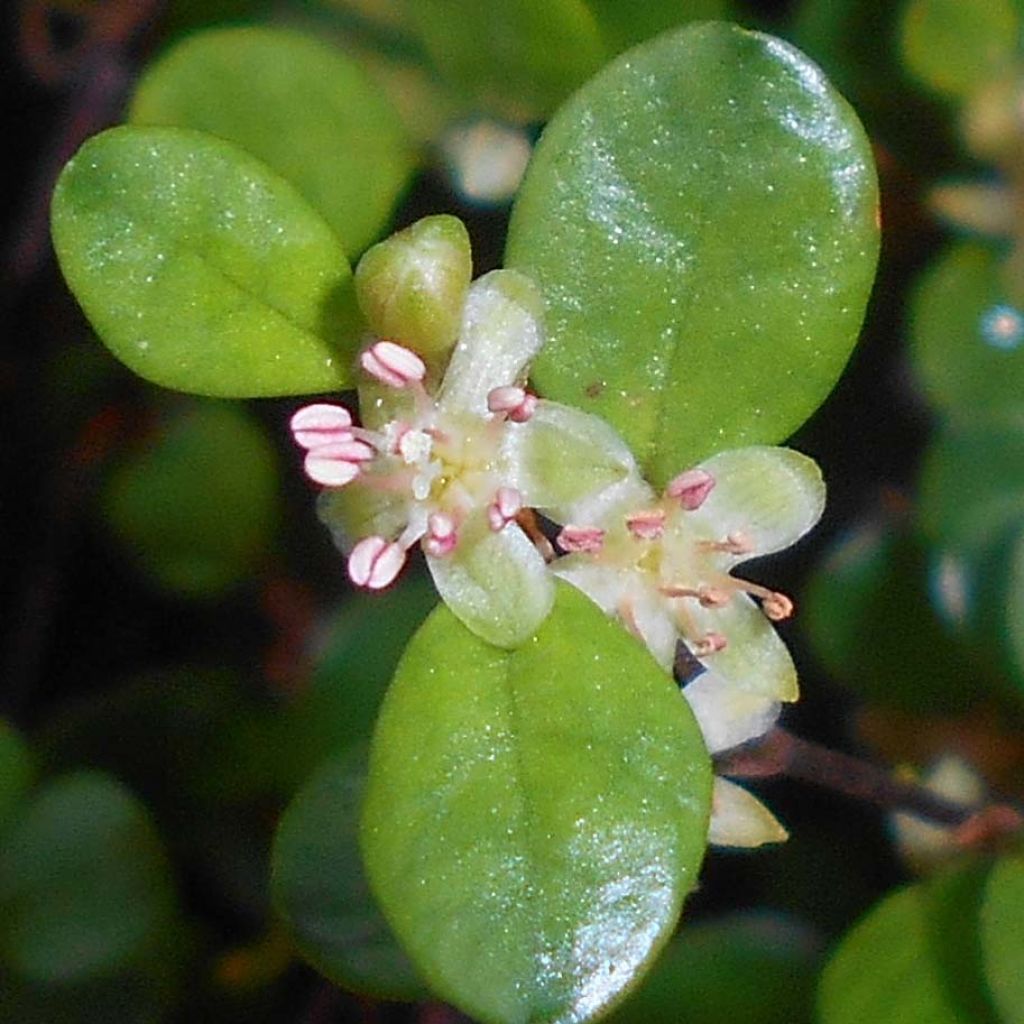 Muehlenbeckia axillaris - Teppich-Drahtstrauch