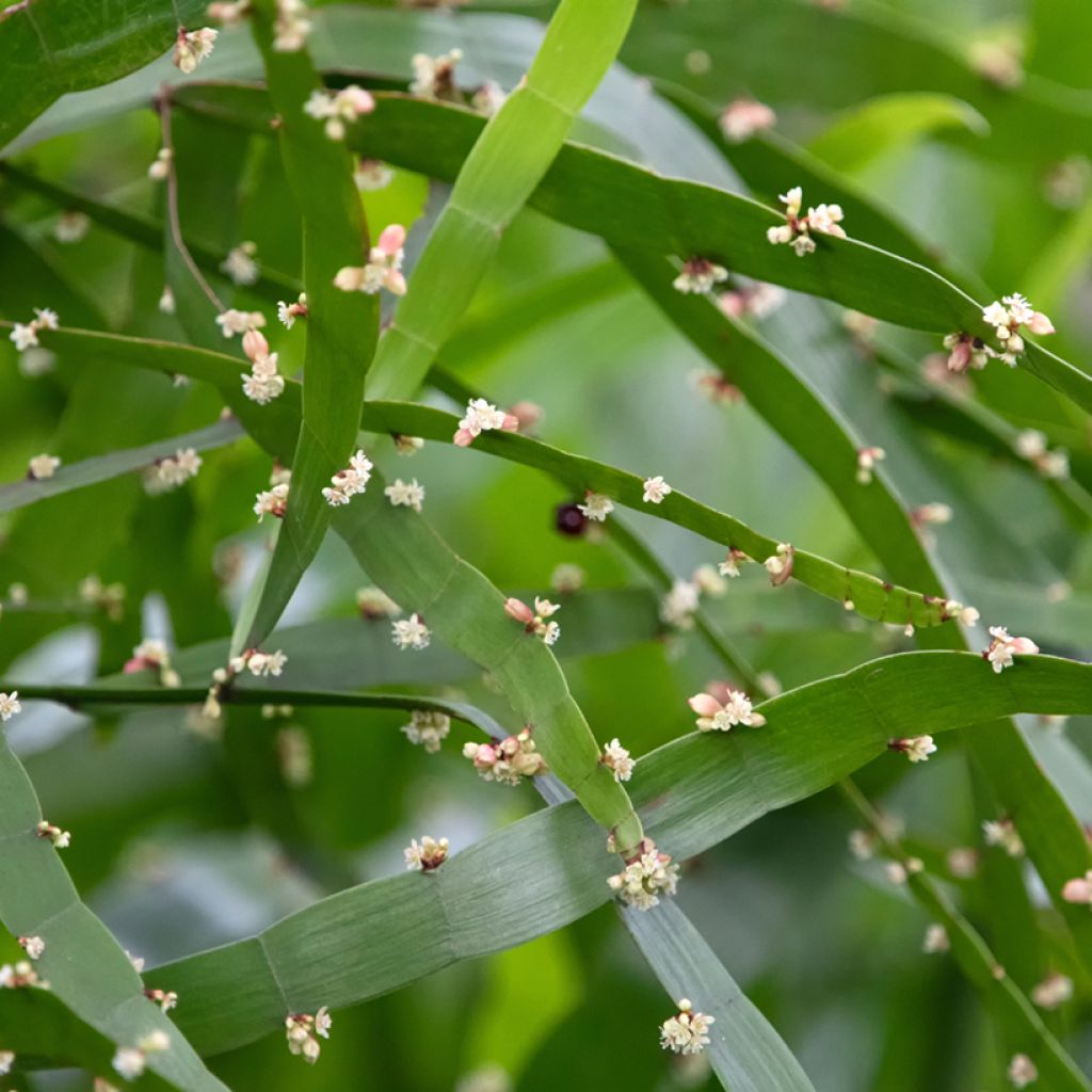 Muehlenbeckia platyclada - Bandbusch