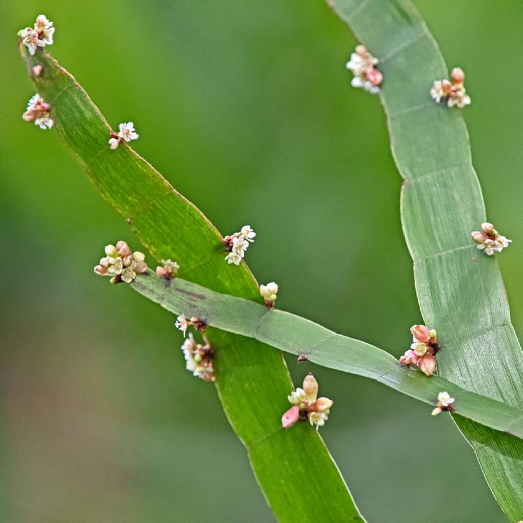 Muehlenbeckia platyclada - Bandbusch