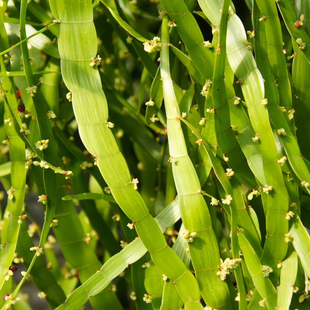 Muehlenbeckia platyclada - Bandbusch