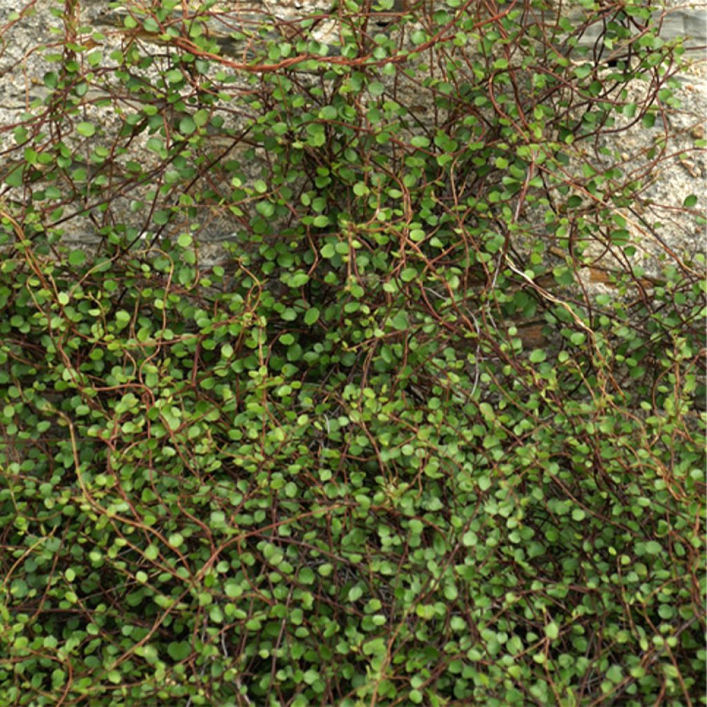 Muehlenbeckia complexa - Mühlenbeckie