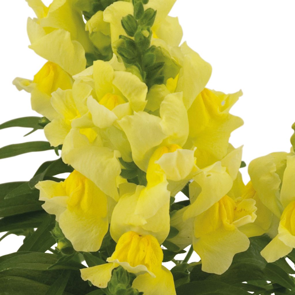 Löwenmäulchen Dazzling Lips Lemon - Antirrhinum