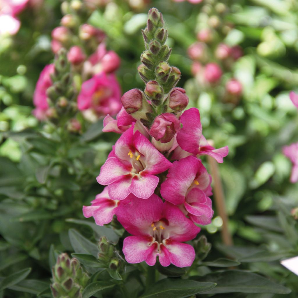 Löwenmäulchen Dazzling Lips Pink - Antirrhinum