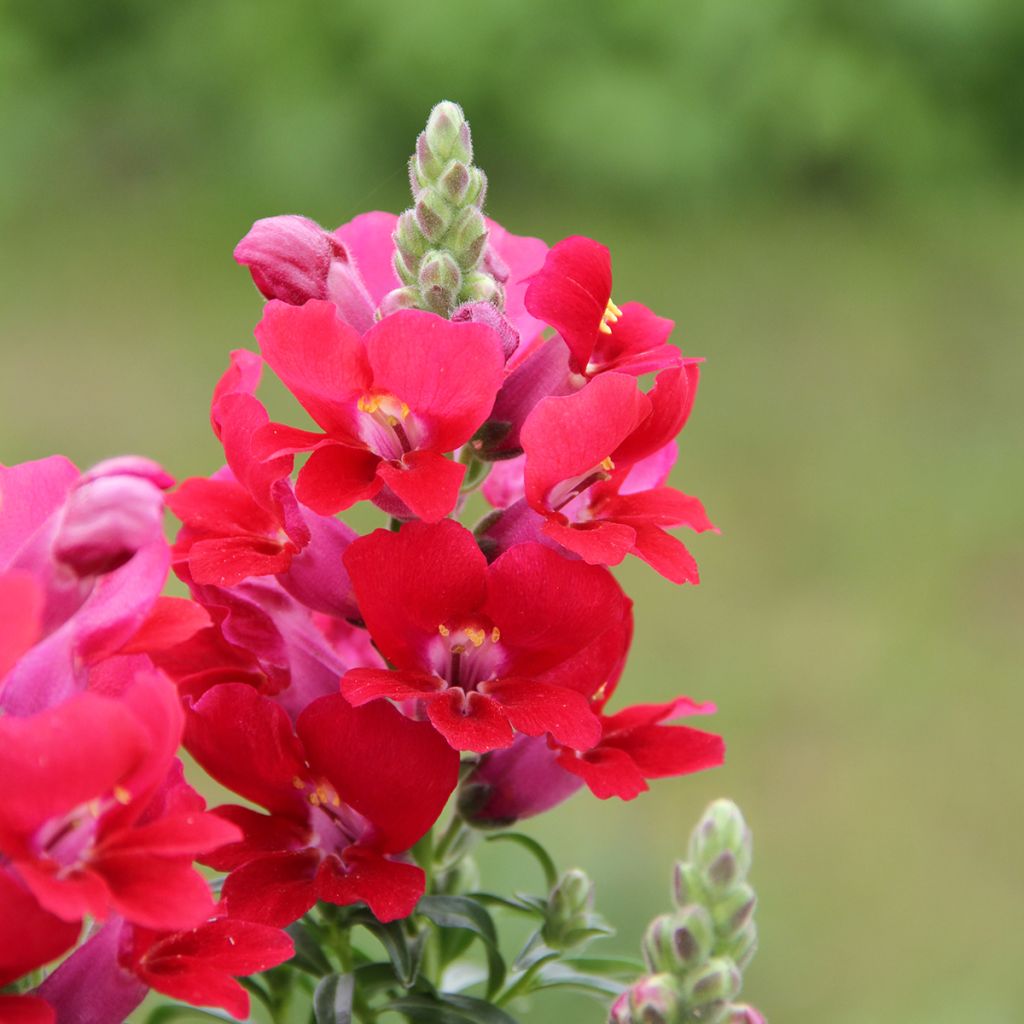 Löwenmäulchen Dazzling Lips Red - Antirrhinum