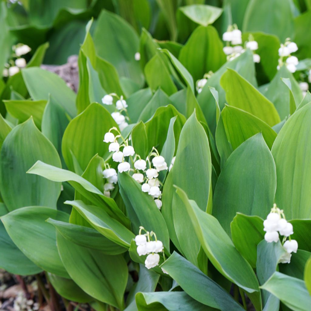 Muguet Blanc - Convallaria majalis