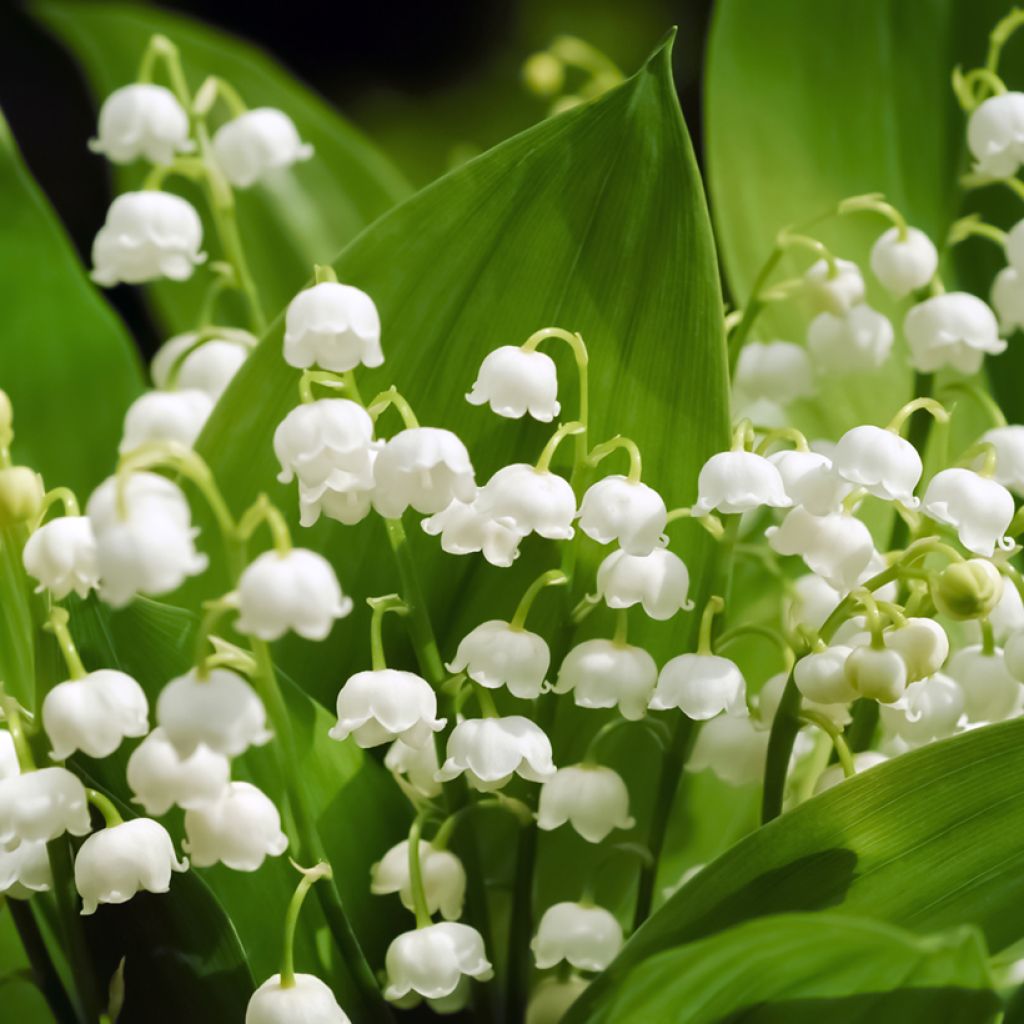 Convallaria majalis - Maiglöckchen