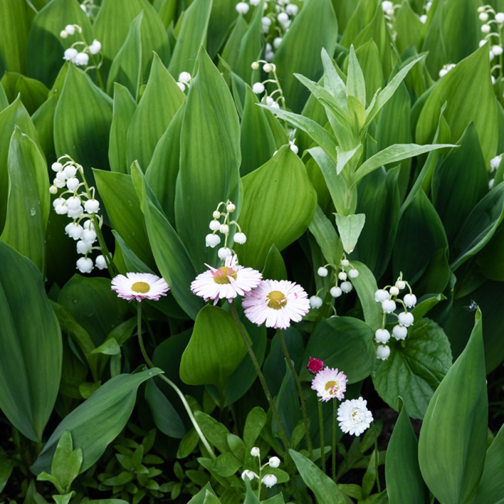 Convallaria majalis - Maiglöckchen