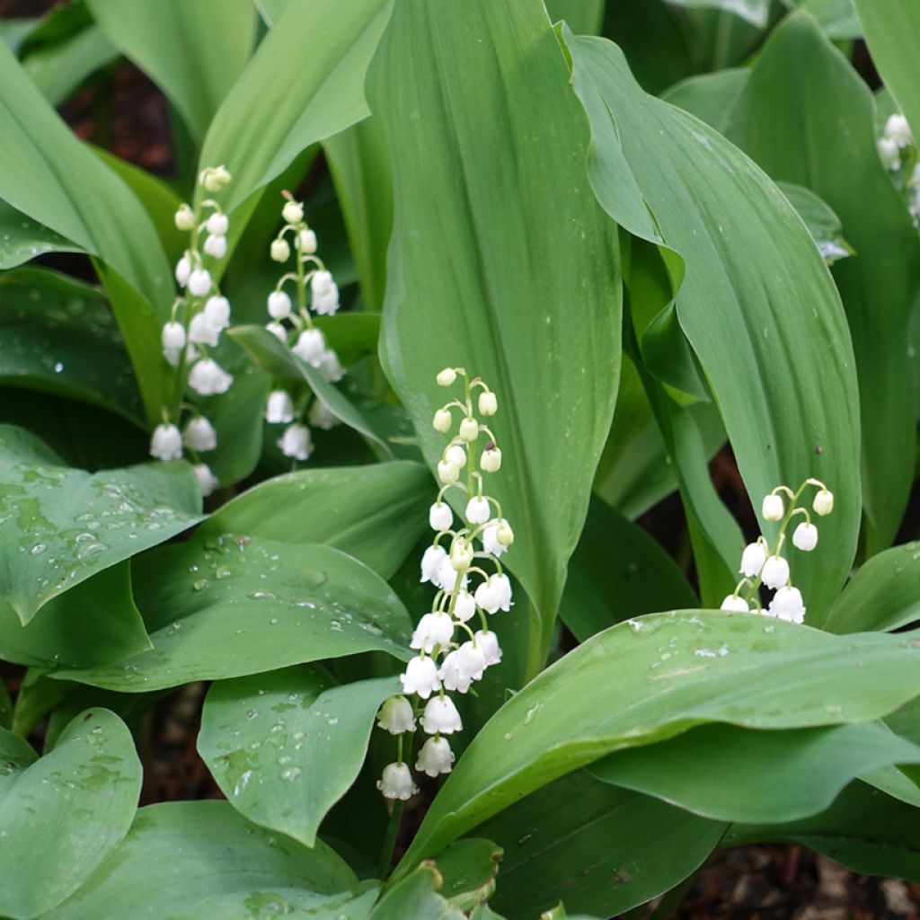 Convallaria majalis - Maiglöckchen