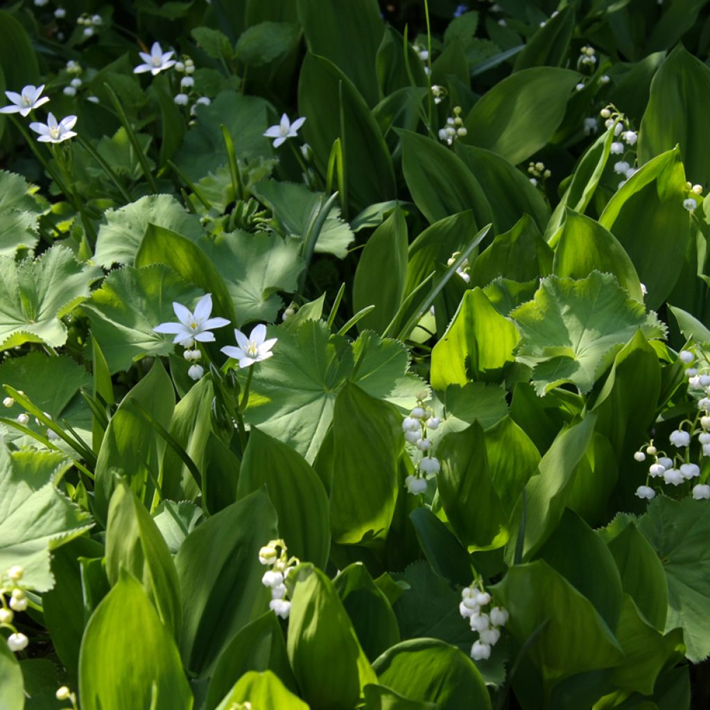 Convallaria majalis - Maiglöckchen