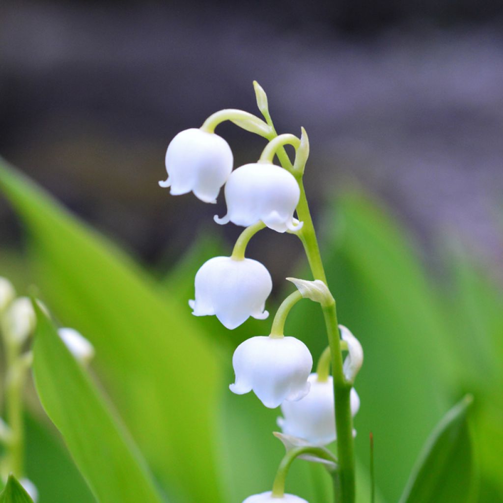 Convallaria majalis - Maiglöckchen