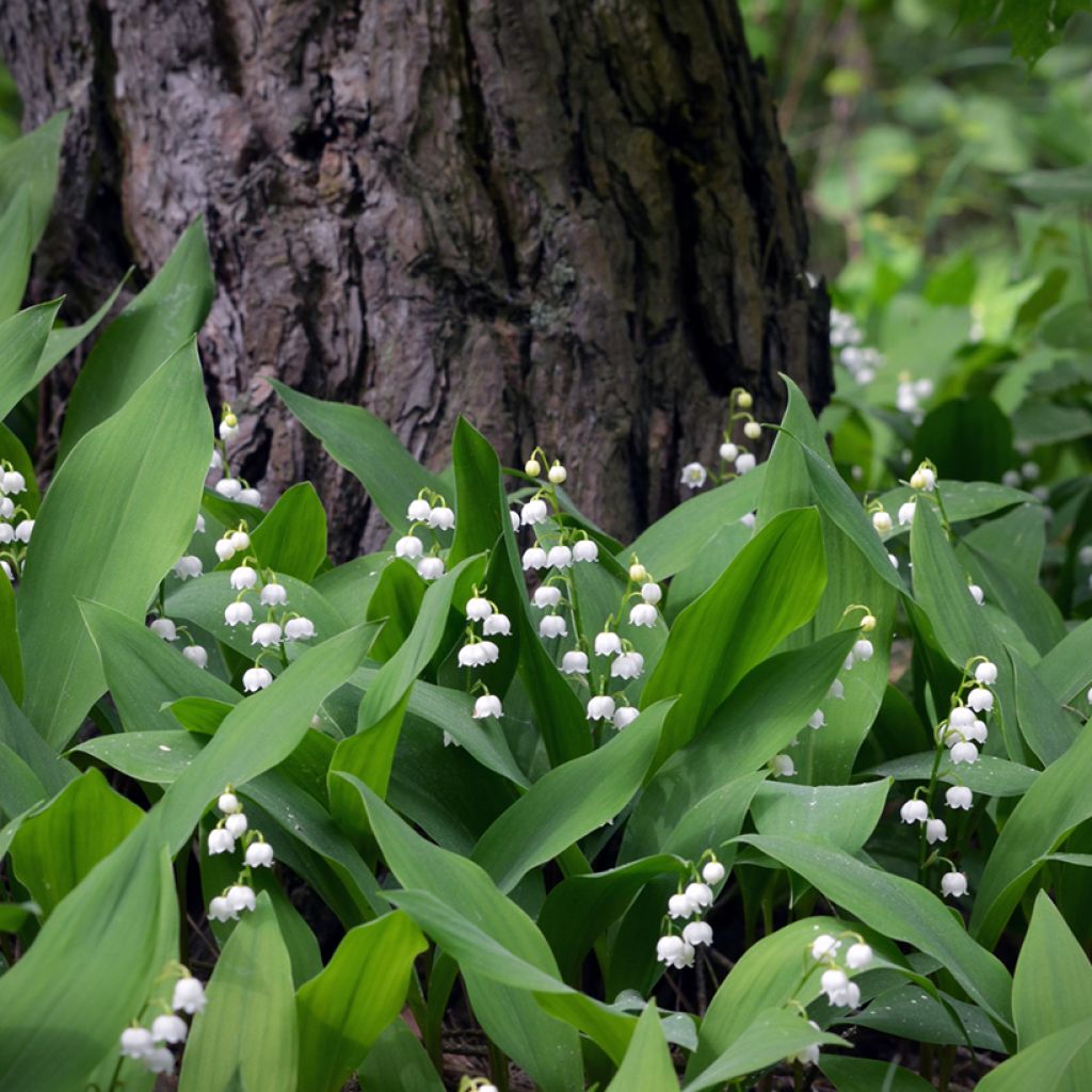 Convallaria majalis - Maiglöckchen