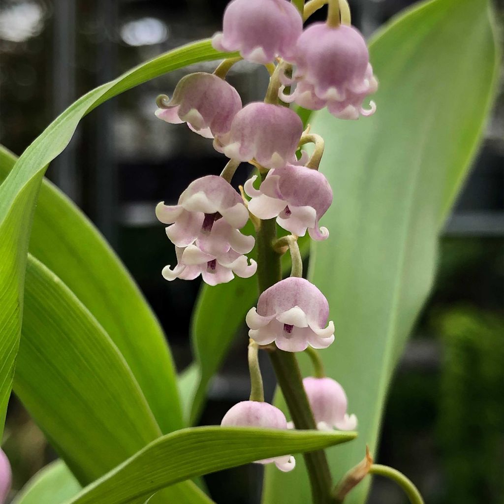 Convallaria majalis Rosea - Maiglöckchen