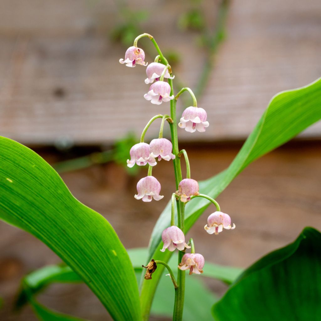 Convallaria majalis Rosea - Maiglöckchen