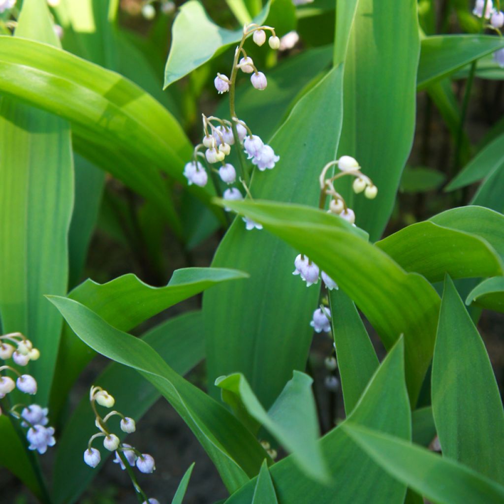 Convallaria majalis Rosea - Maiglöckchen