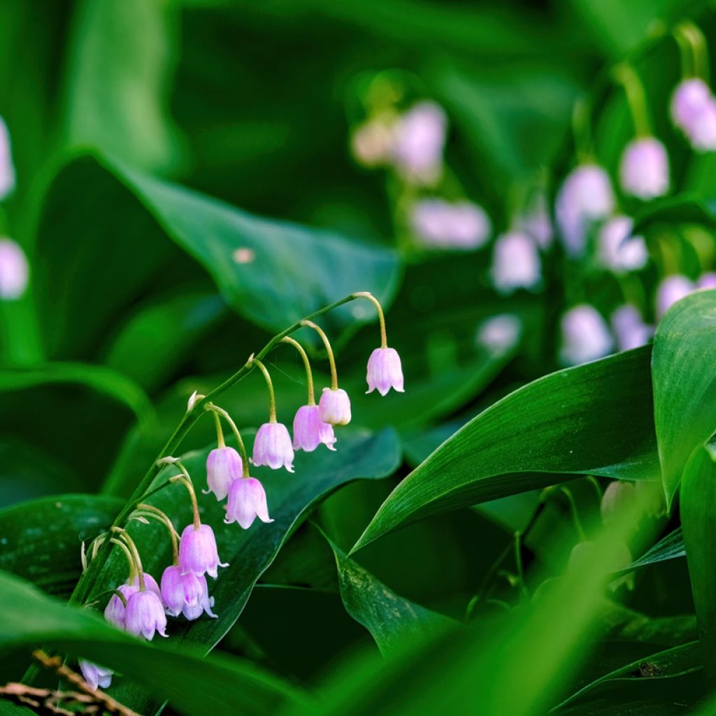 Convallaria majalis Rosea - Maiglöckchen