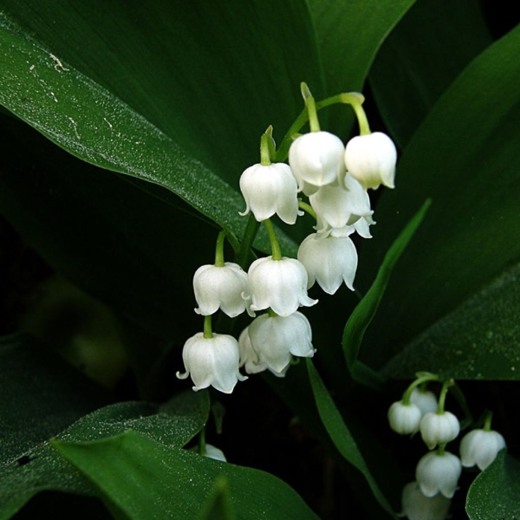 Convallaria majalis - Maiglöckchen