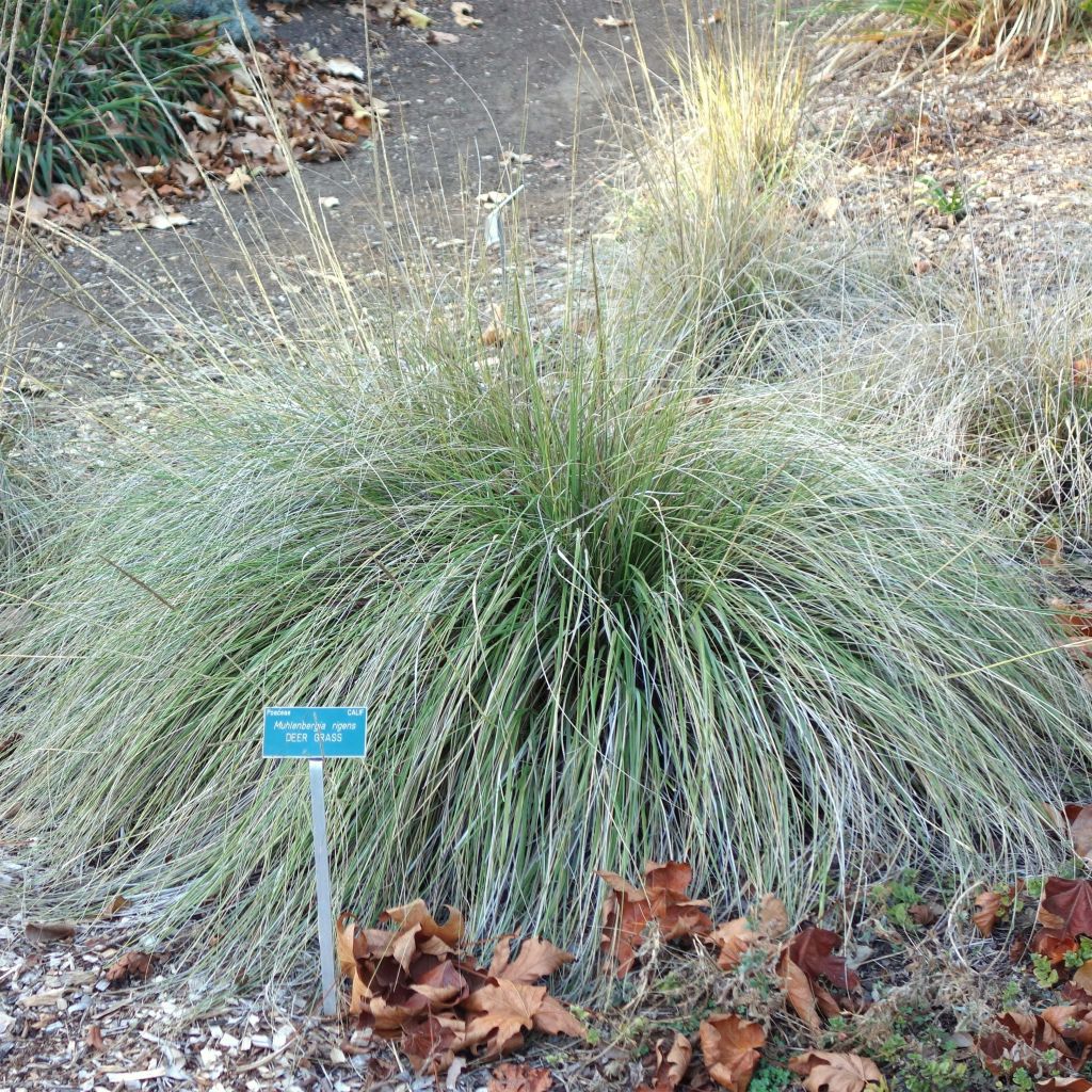 Muhlenbergia rigens - Amerikanisches Hirschgras