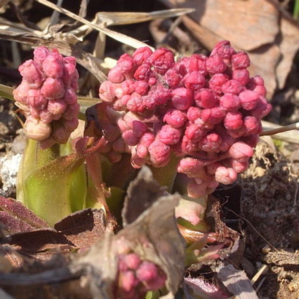 Mukdenia rossii