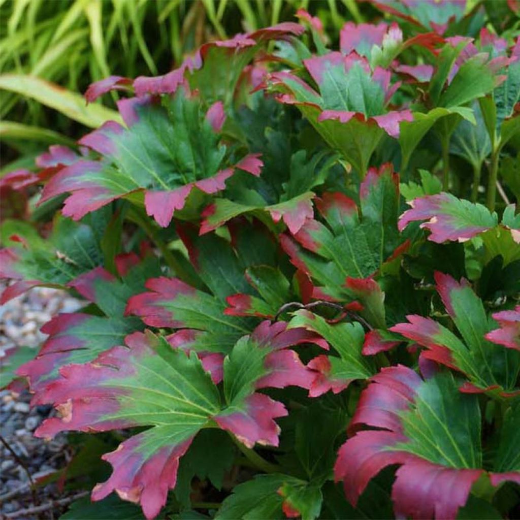 Mukdenia rossii Crimson Fans - Ahornblatt