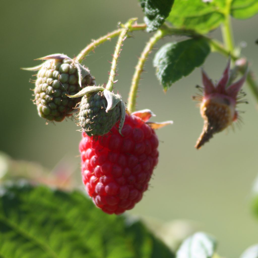 Mûre sans épines Loganberry - Rubus x loganobaccus