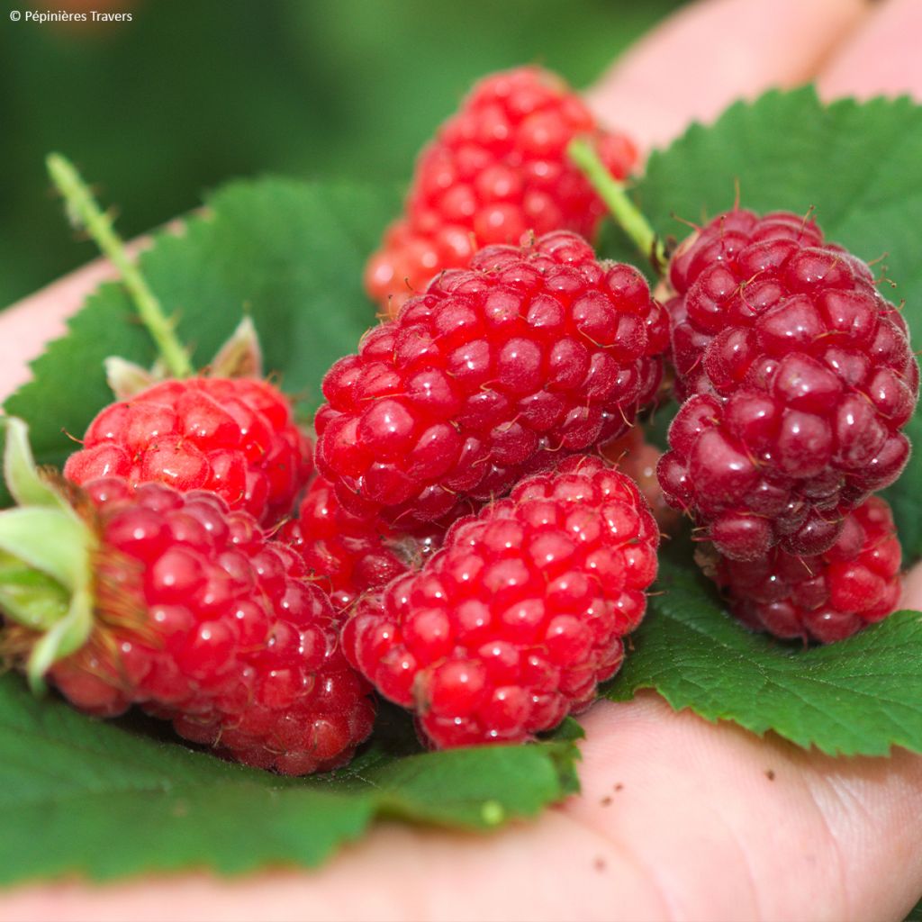 Taybeere Bounty Berry 'Yantay'