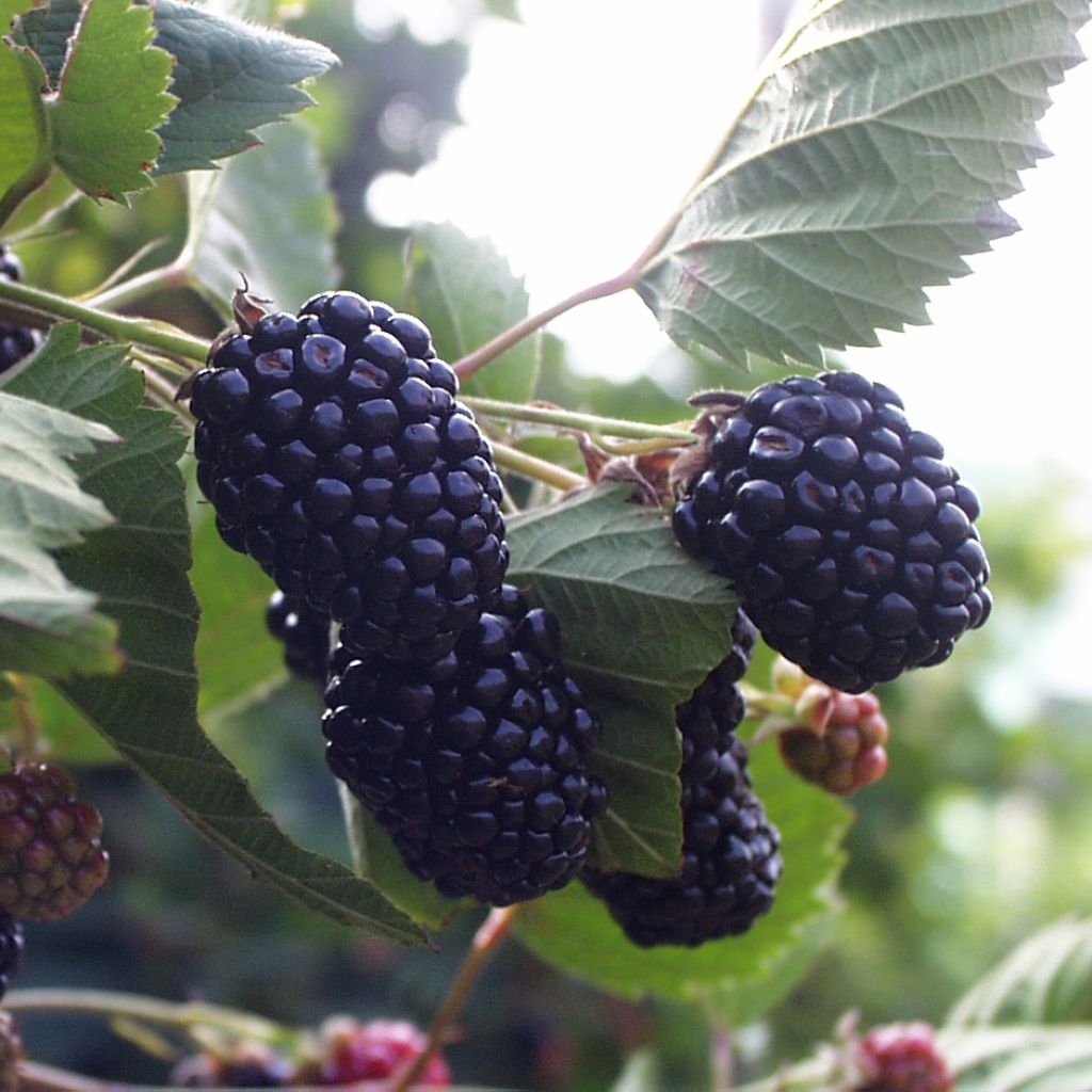 Mûrier Triple Crown - Rubus fruticosus