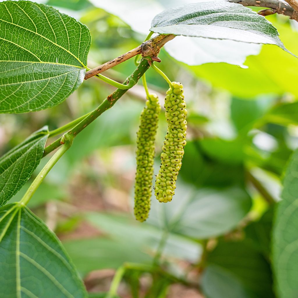 Weißer Maulbeerbaum King's White - Morus alba var. laevigata