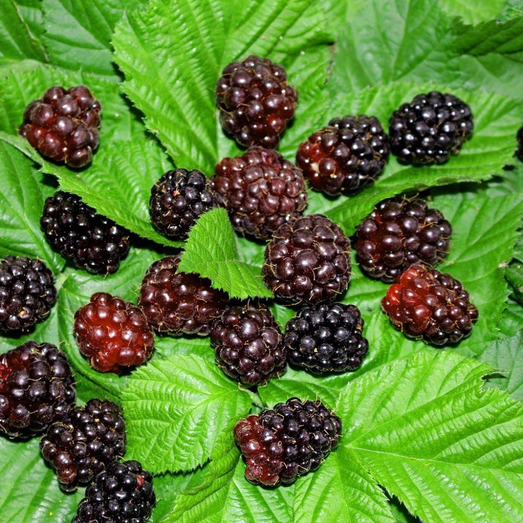 Boysenbeere Boysenberry - Rubus ursinus x idaeus