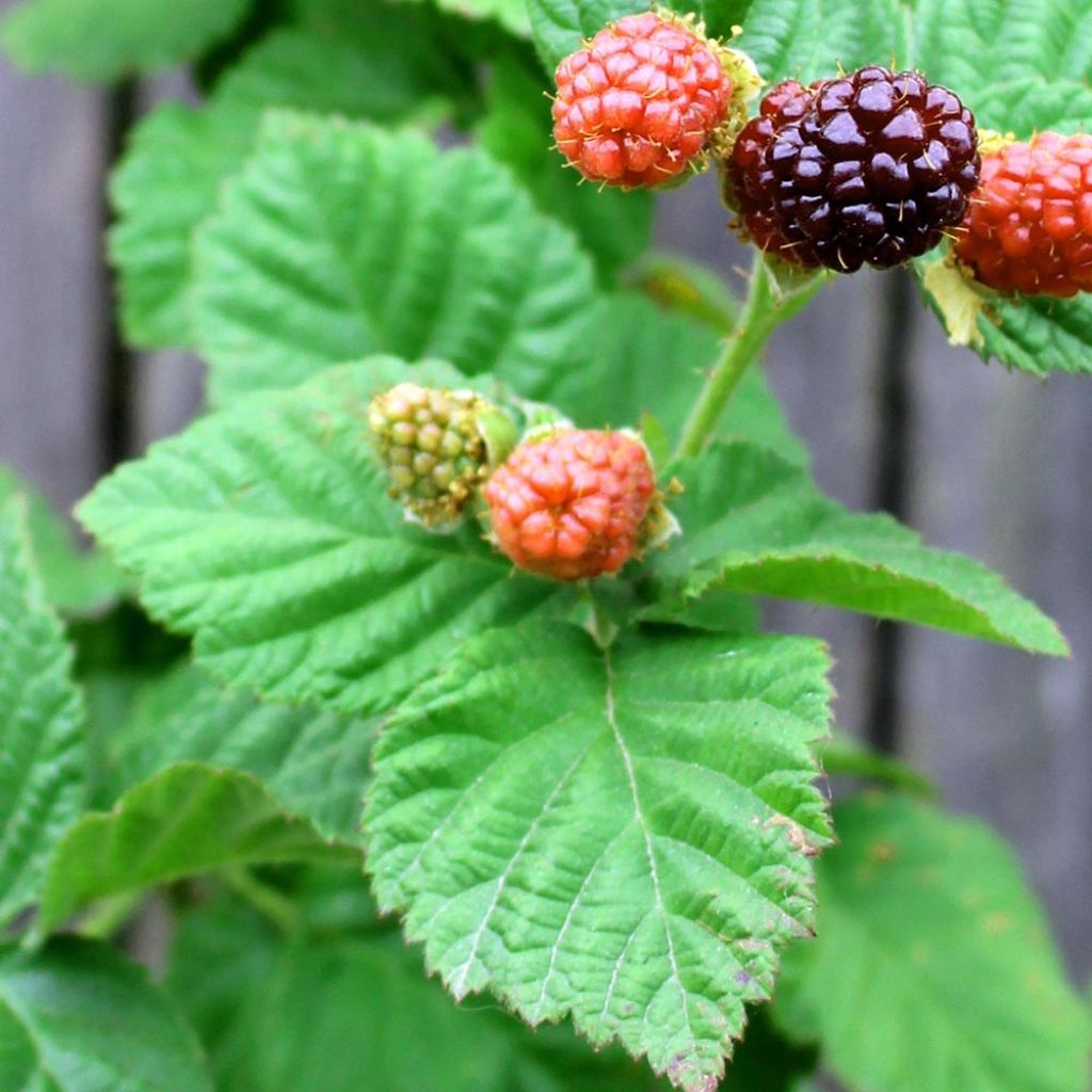 Mûrier-framboisier Boysenberry