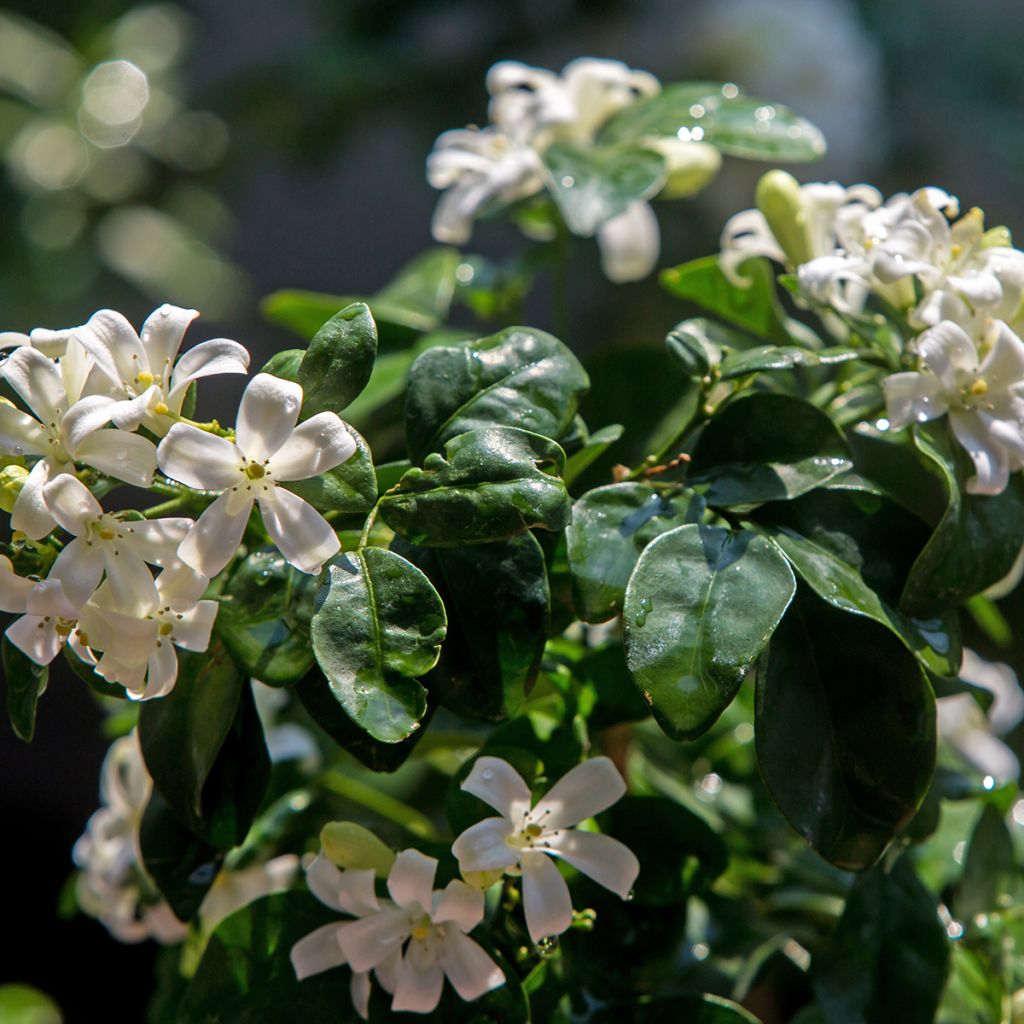 Murraya paniculata - Buis de Chine, Bois jasmin