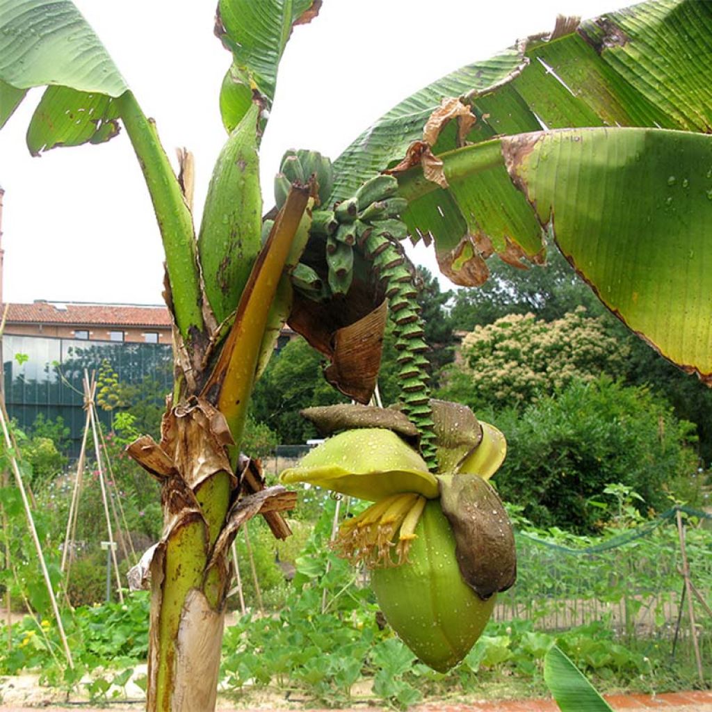 Musa basjoo - Bananier du Japon pot de 3-4L