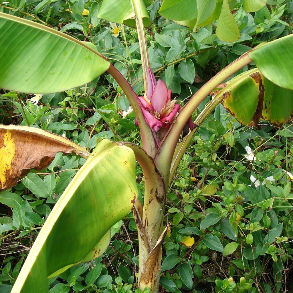 Musa velutina - Rosa Zwergbanane