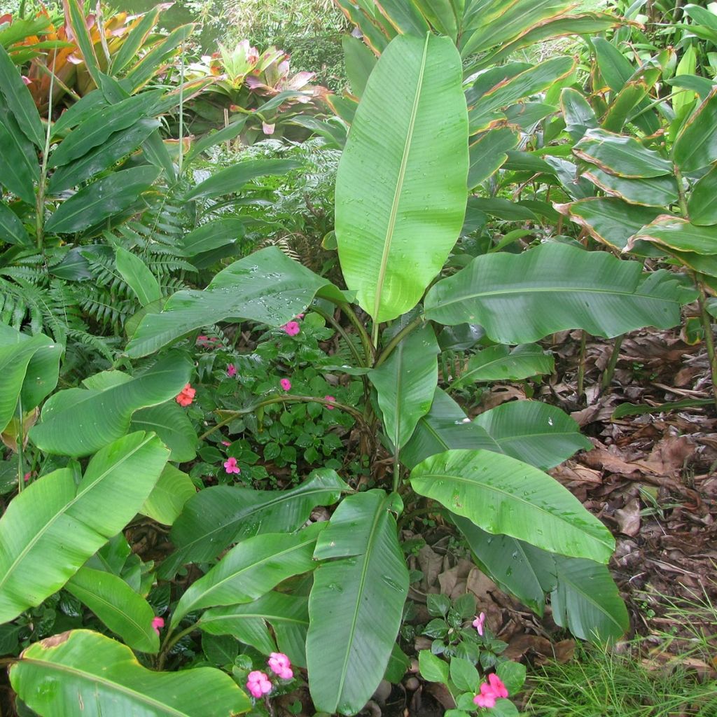 Musa velutina - Rosa Zwergbanane