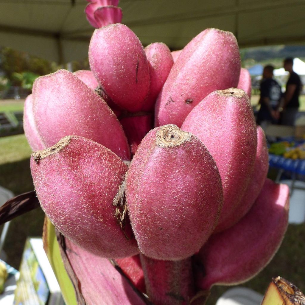 Musa velutina - Rosa Zwergbanane