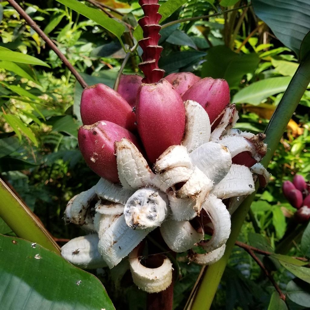 Musa velutina - Rosa Zwergbanane