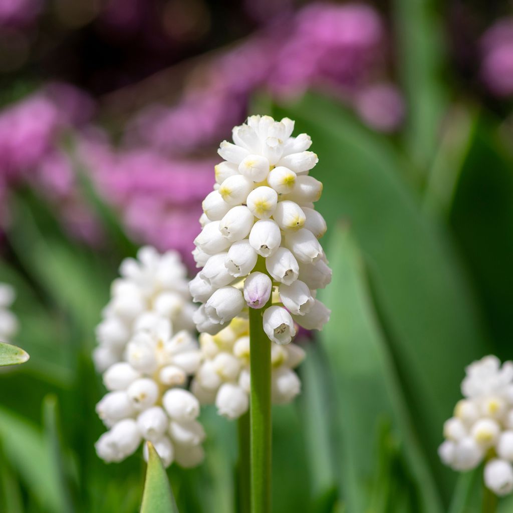 Muscari aucheri White Magic