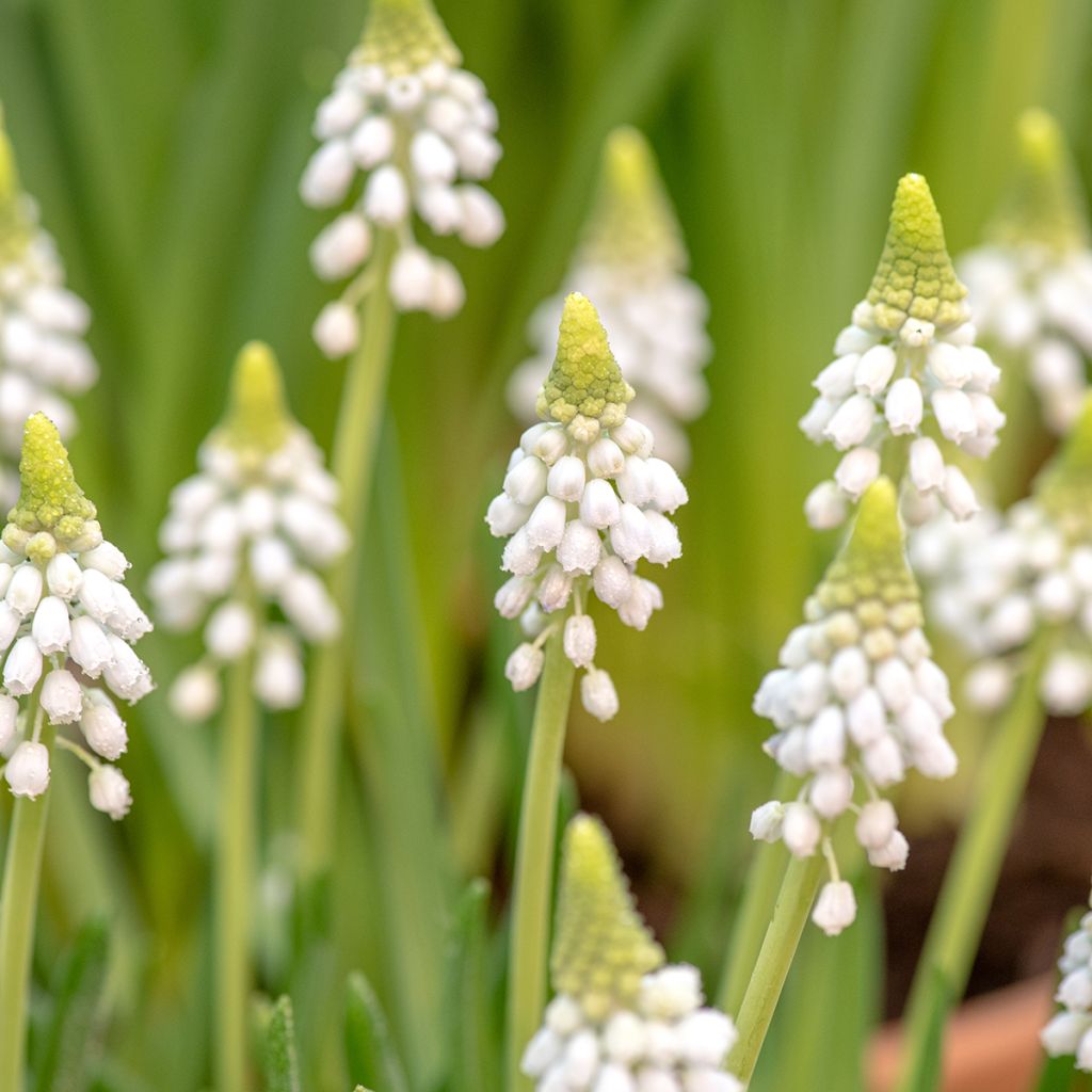 Muscari aucheri White Magic