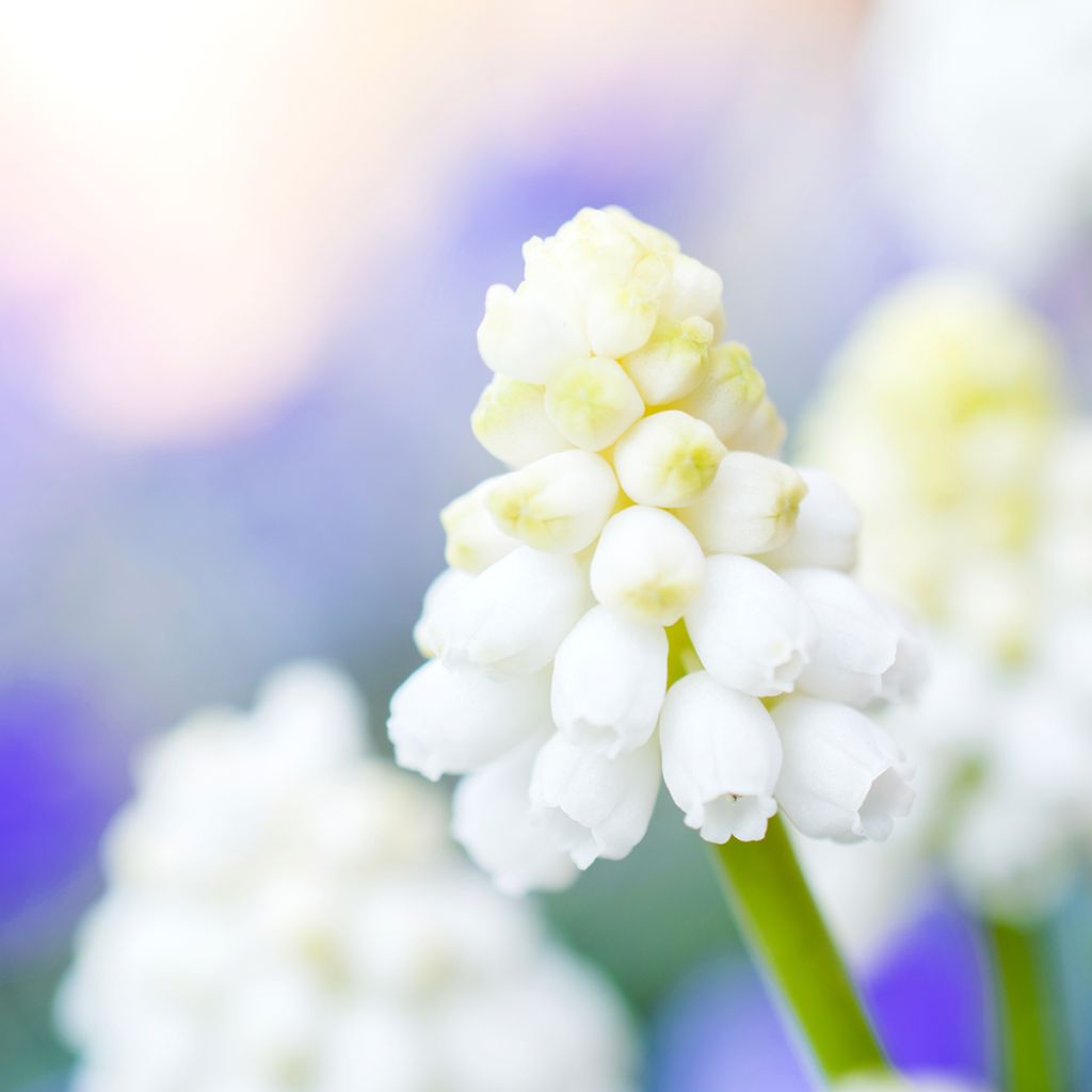 Muscari aucheri White Magic