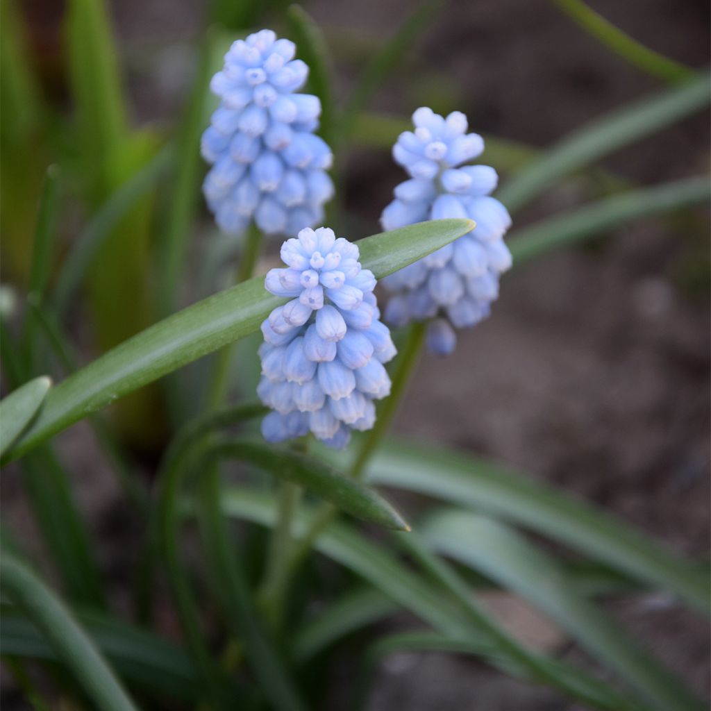 Muscari neglectum Baby's Breath