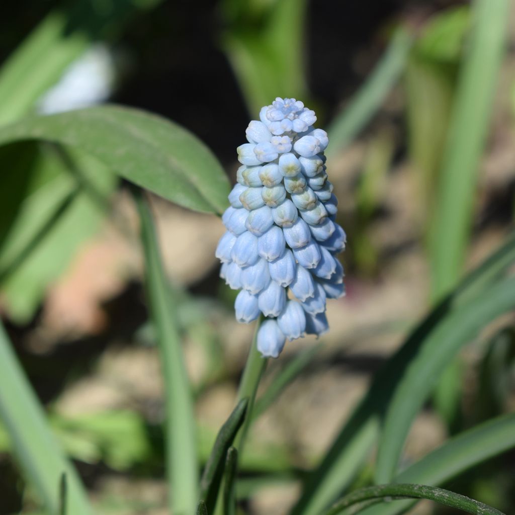 Muscari neglectum Baby's Breath