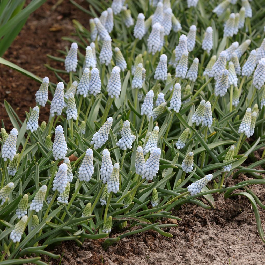 Muscari neglectum Baby's Breath