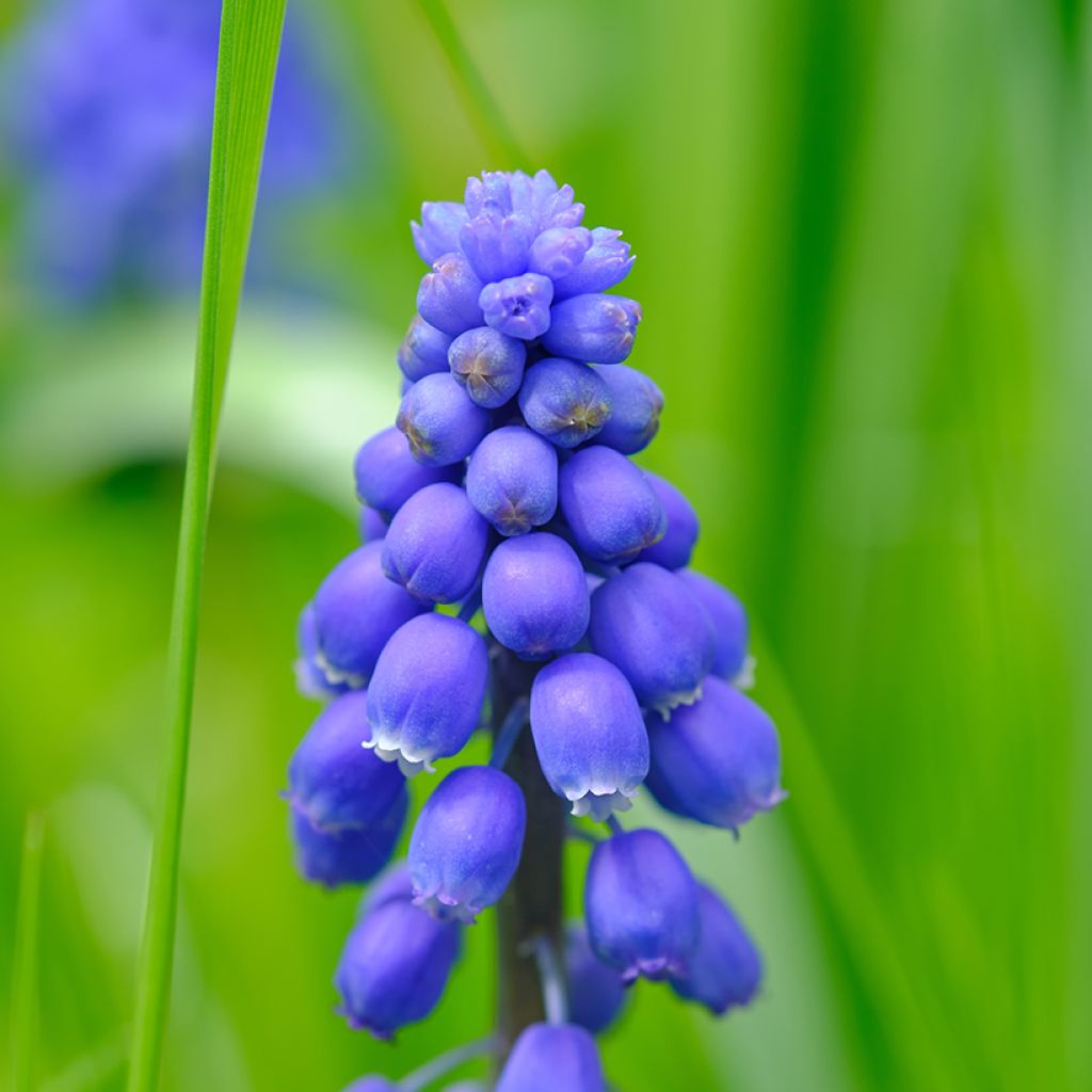 Muscari armeniacum Christmas Pearl